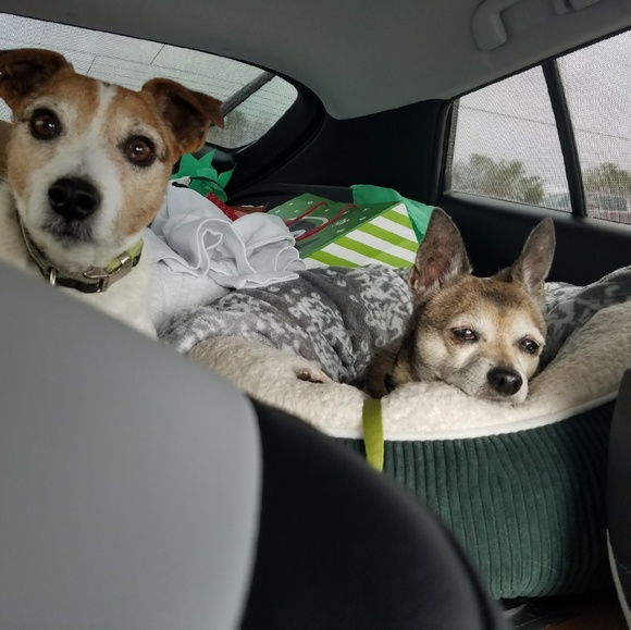 Meet your Posher, Patty - Picture 3 of 5